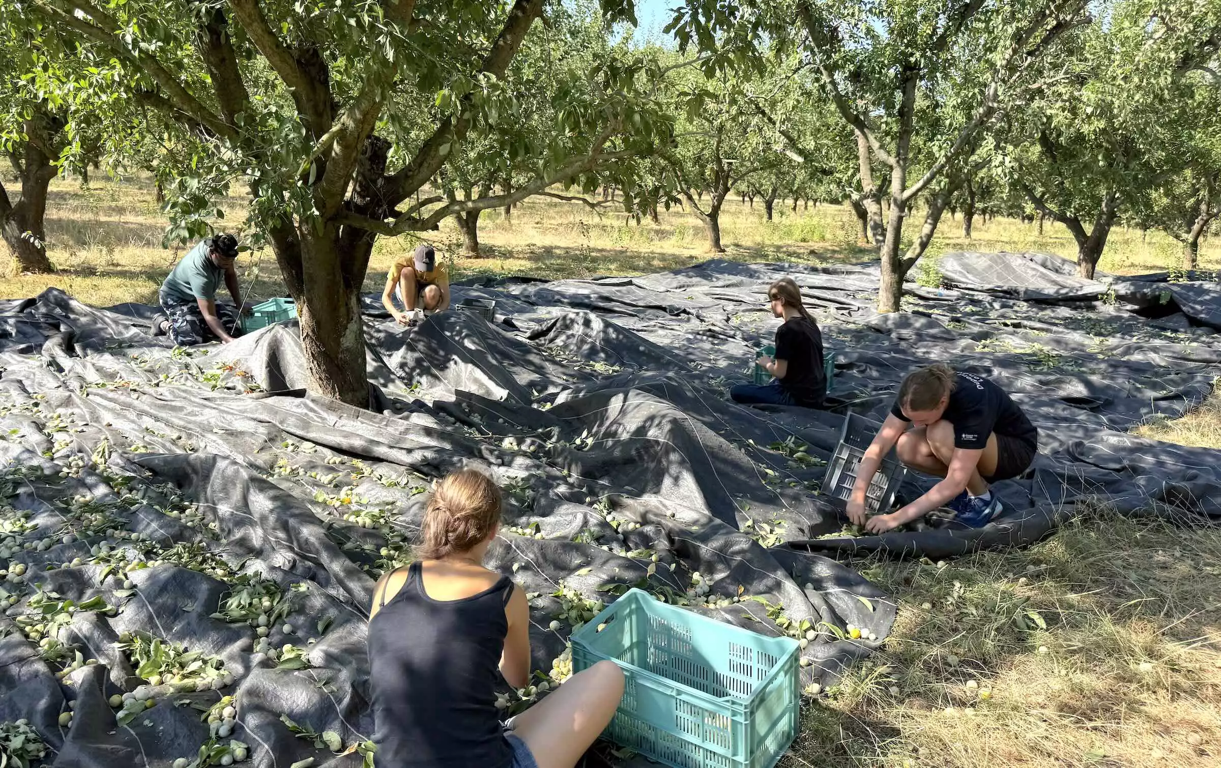 « Comme il n’y a pas beaucoup de fruits cette année, on va chercher les dernières » © R. Lecocq