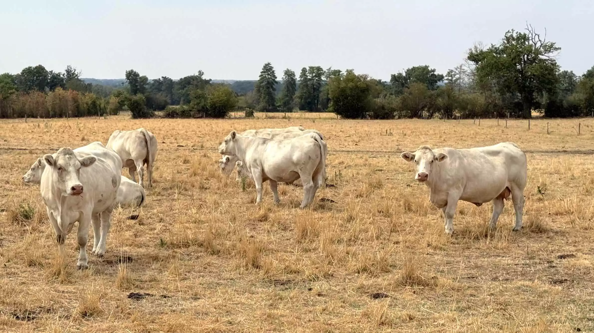 Les prairies ne sont pas mieux loties que le maïs © R. Lecocq
