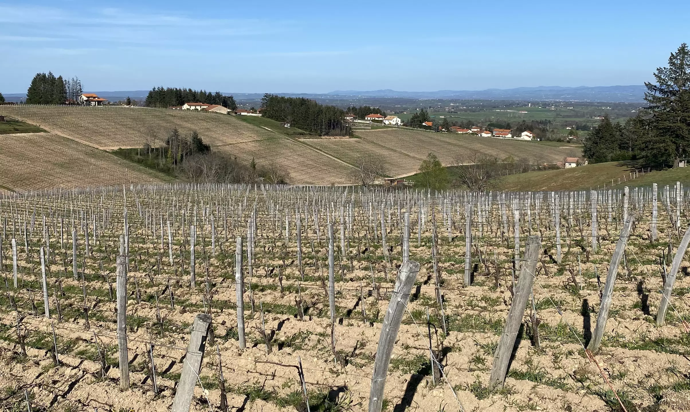 L’AOP Côte Roannaise demande une révision des critères de délimitation de son aire d’appellation afin de privilégier des situations plus fraîches, en jouant sur l’orientation et l’altitude (Crédit photo : R. Lecocq)