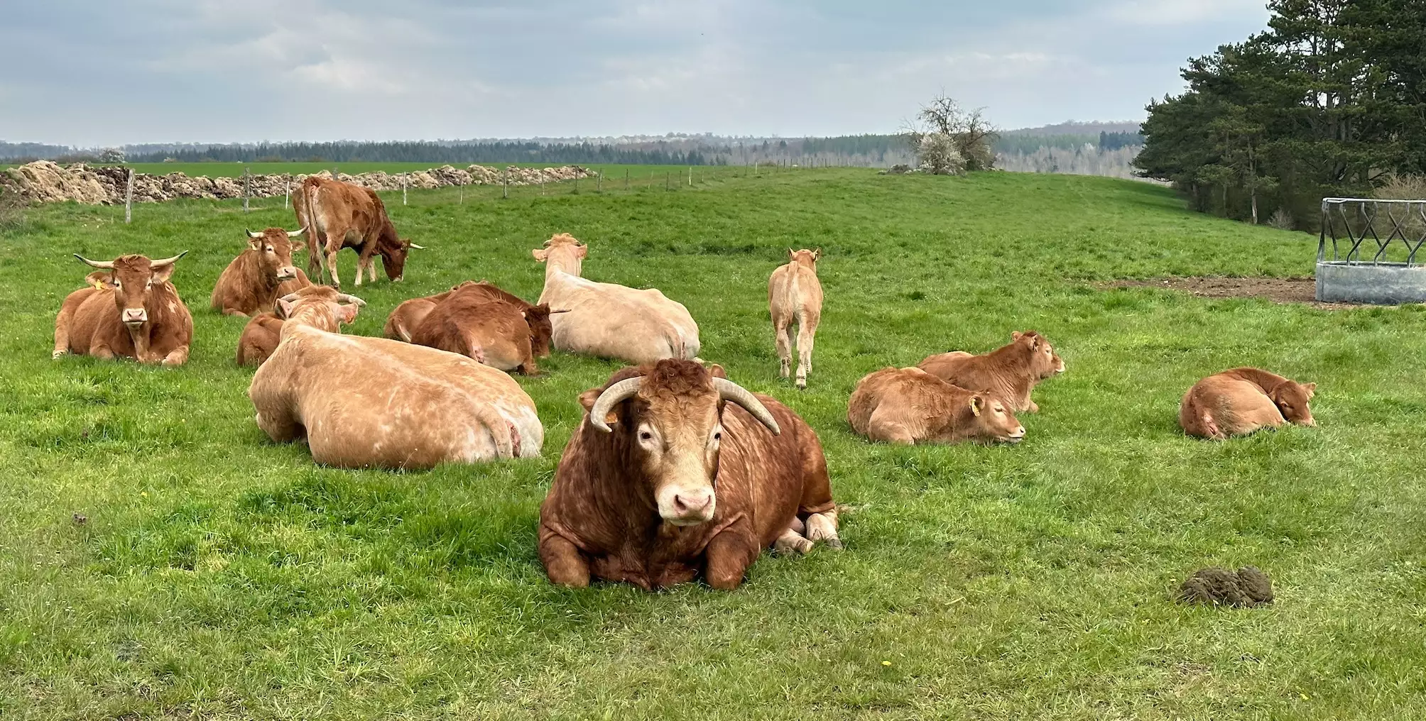 Transmise par des moucherons, la maladie virale est potentiellement mortelle pour les bovins (Crédit photo : R. Lecocq)
