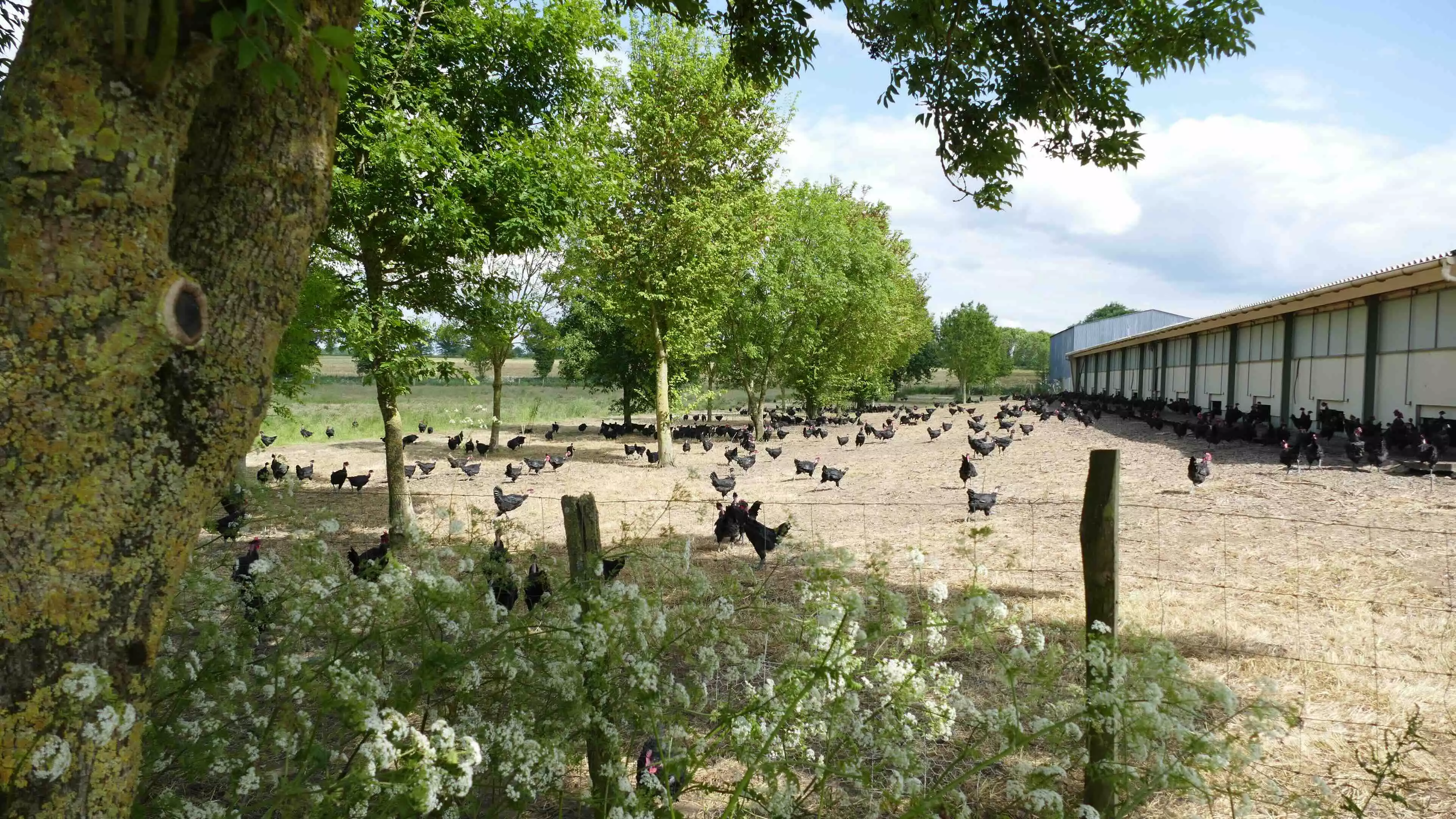 Le cahier des charges impose la mise à disposition de parcours pour les volailles, ici des cous-nus noirs (Crédit photo : Catherine Perrot)