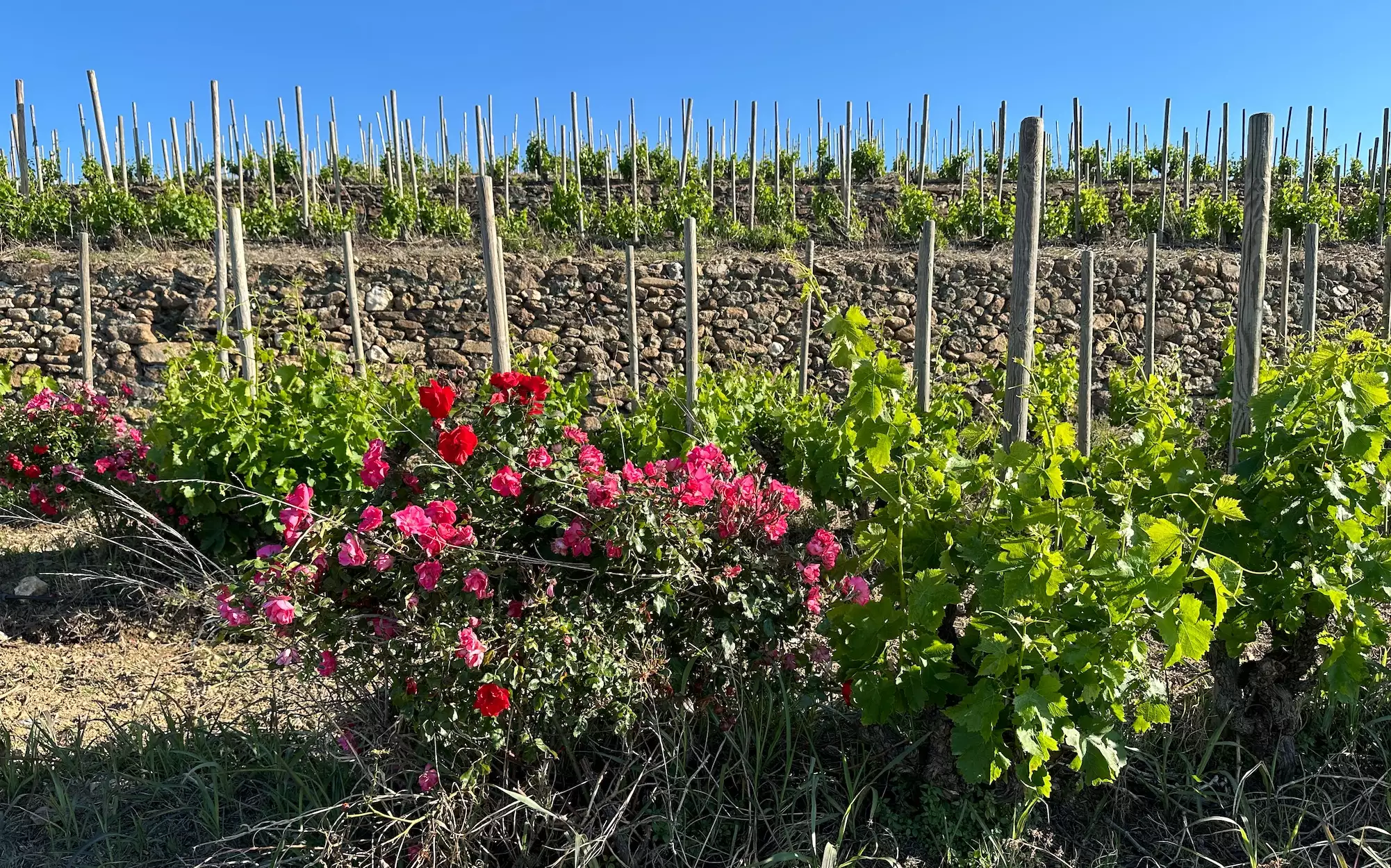 En 2023, les vignes bio ont progressé de 1,6% en surface, le nombre de producteur de 2,5% et le marché du vin de 9,2% en valeur (Crédit photo : R. Lecocq)