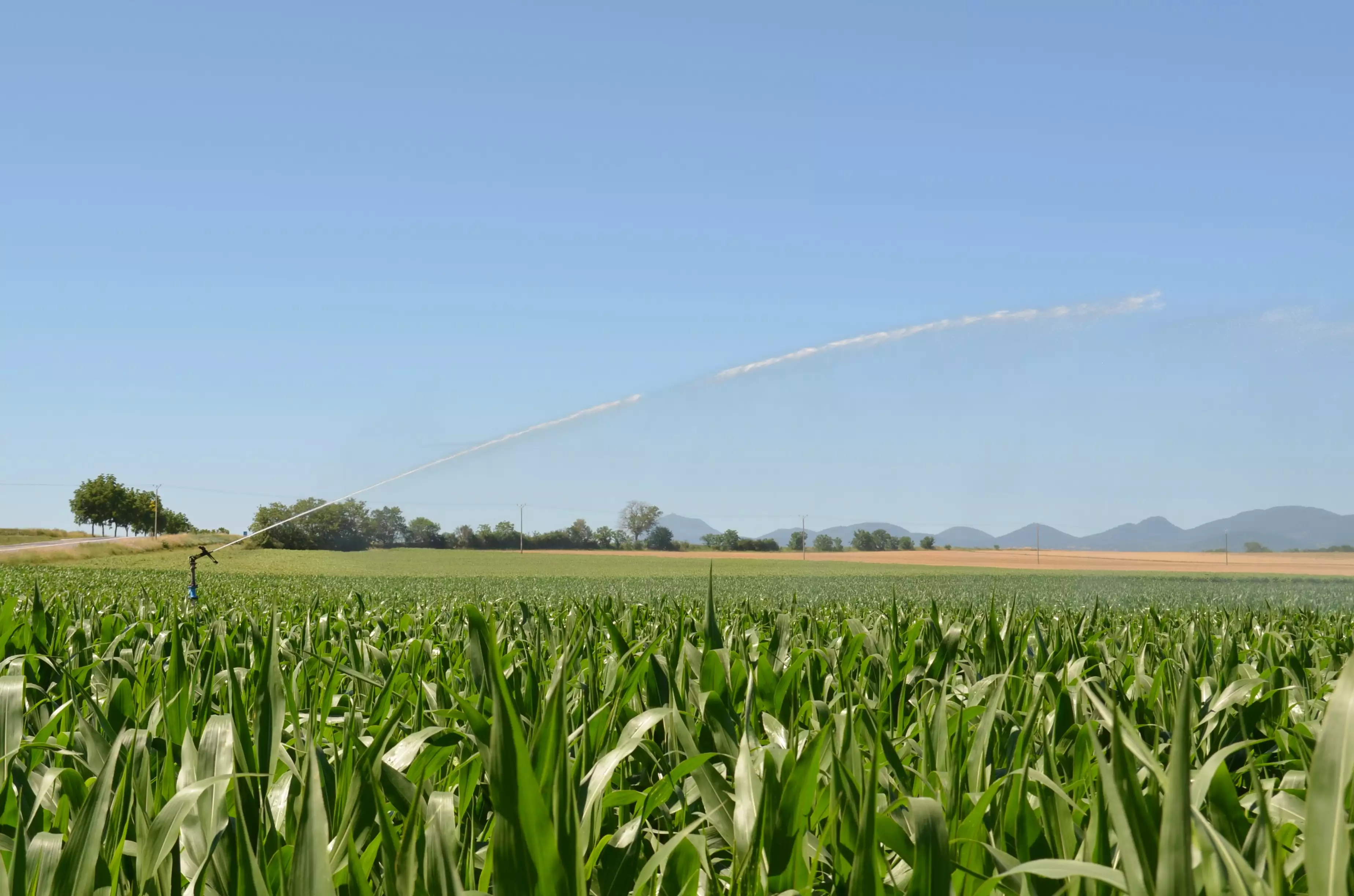 Sur le maïs conso, la rentabilité de l’irrigation devient de plus en plus tangente (Crédit photo : MC Auvergne Agricole)