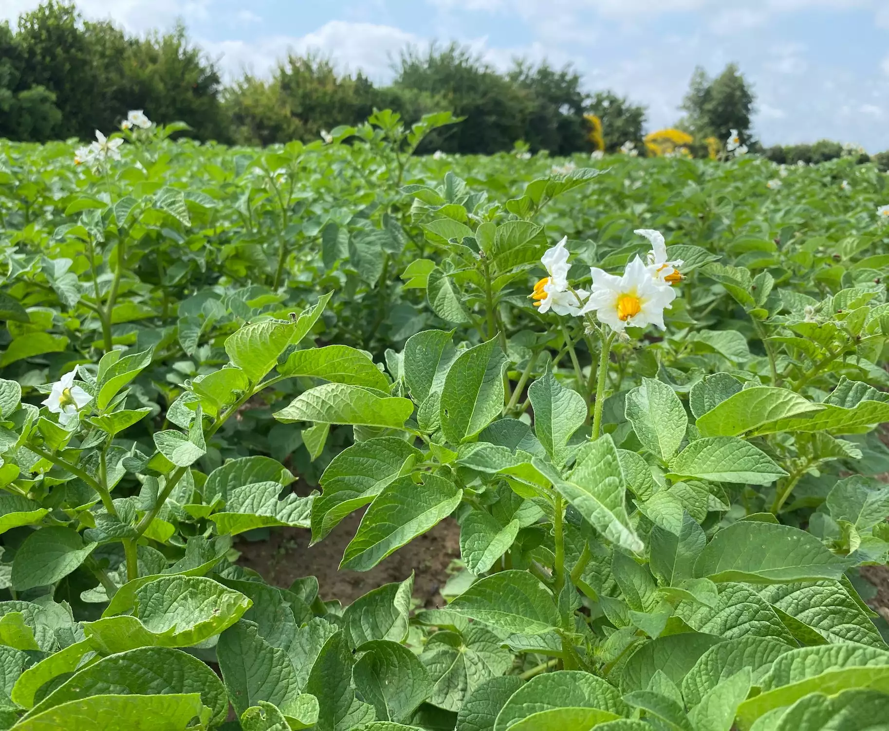 La France est le 1er exportateur mondial de pommes de terre fraîches en volume et en valeur (Crédit photo : R. Lecocq)