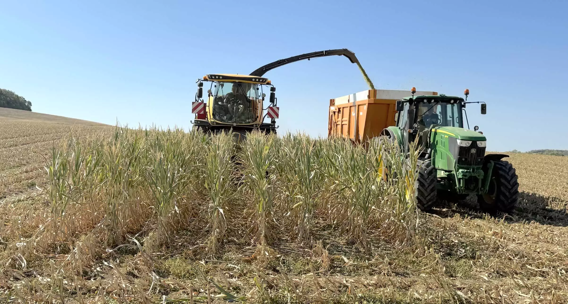 3,5t MS/ha dans ce maïs ensilé le 12 août 2026 à Baudignécourt (Meuse) © R. Lecocq