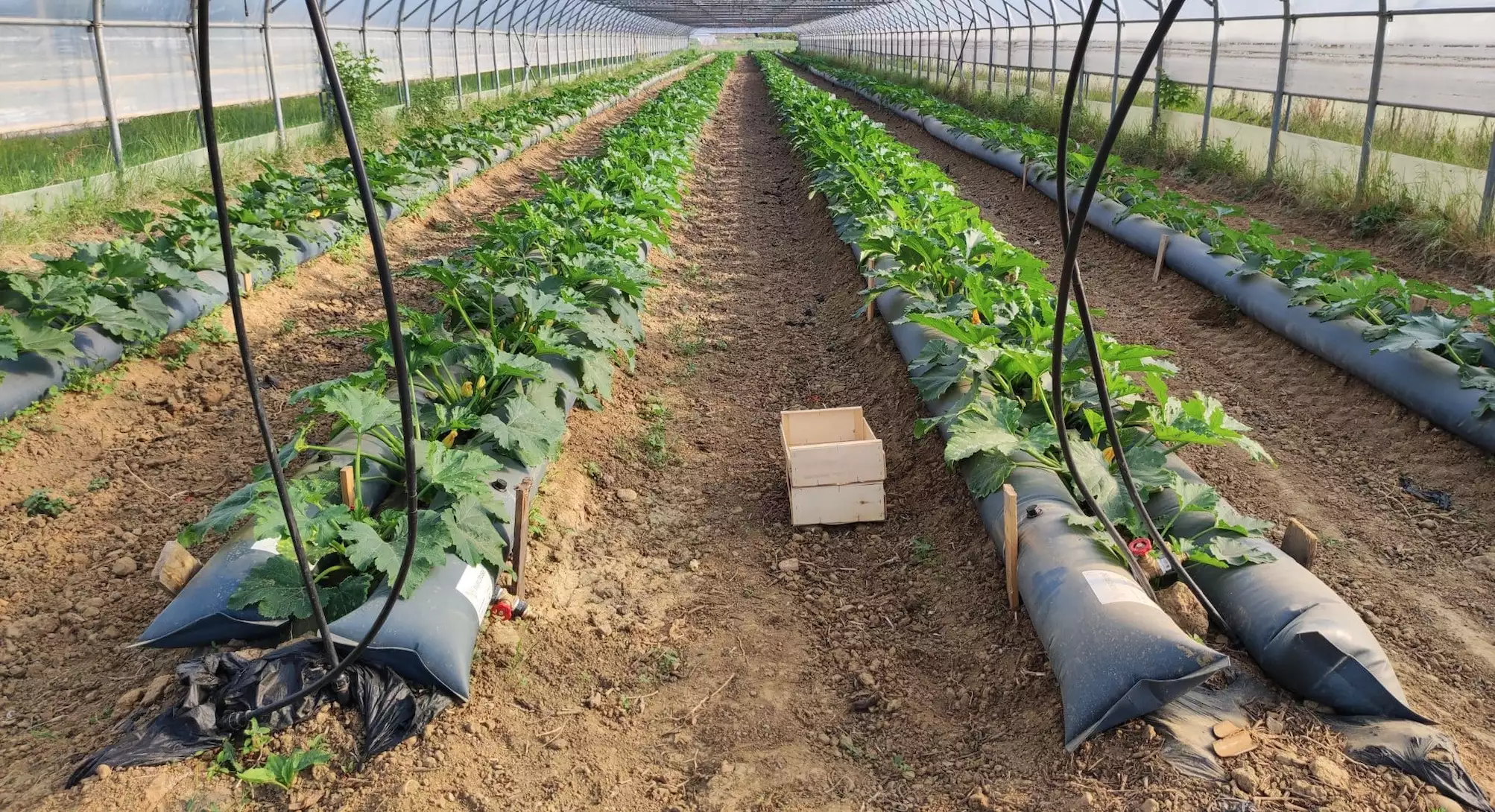 L’eau contenue dans les gaines ThermiTube accumule la chaleur en journée et la restitue pendant la nuit, engendrant des gains en précocité et en rendement (Crédit photo : Agrithermic)