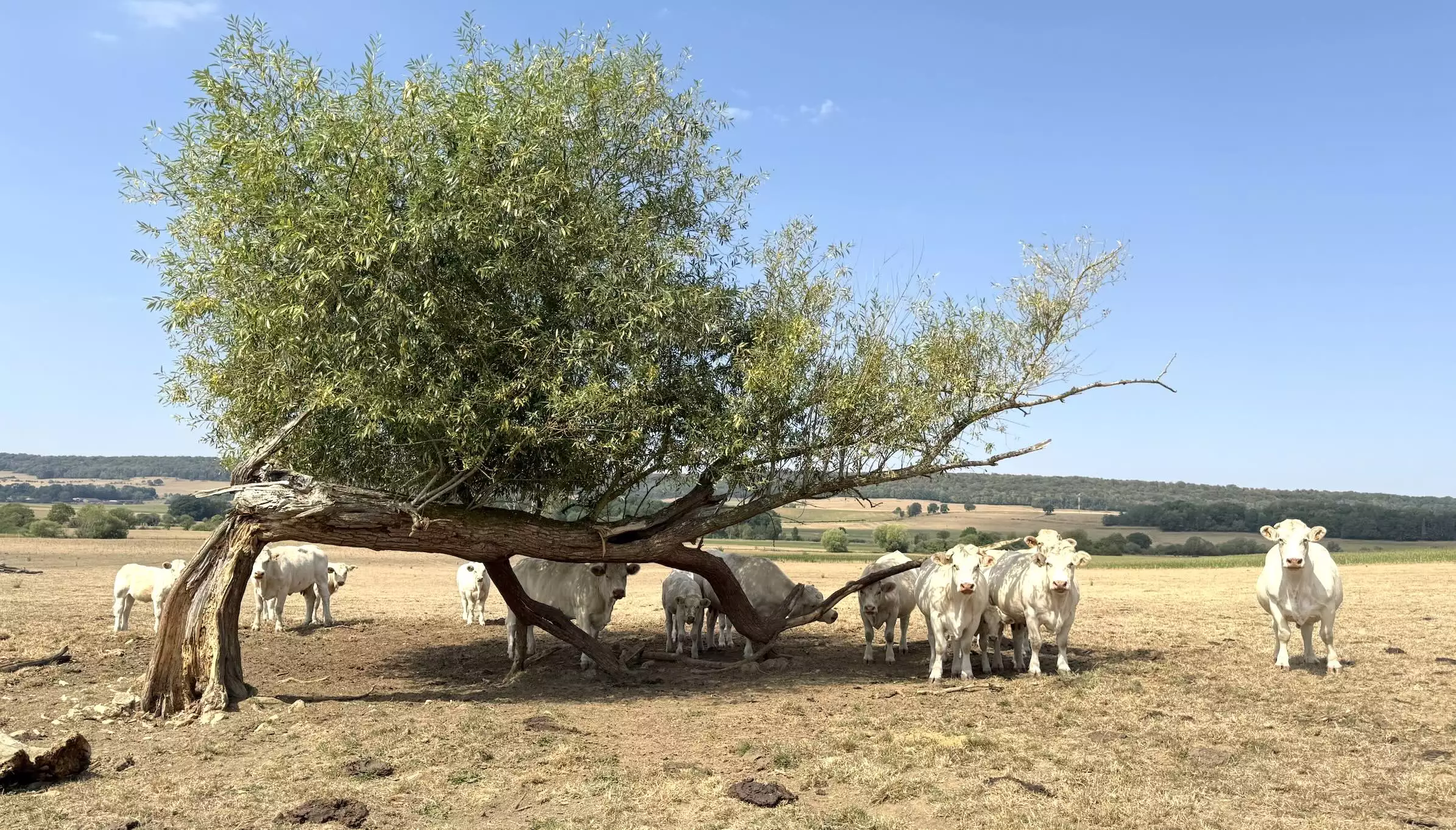 Un troupeau de vaches allaitantes à Soulaucourt-sur-Mouzon (Haute-Marne) le 15 août 2026 © R. Lecocq