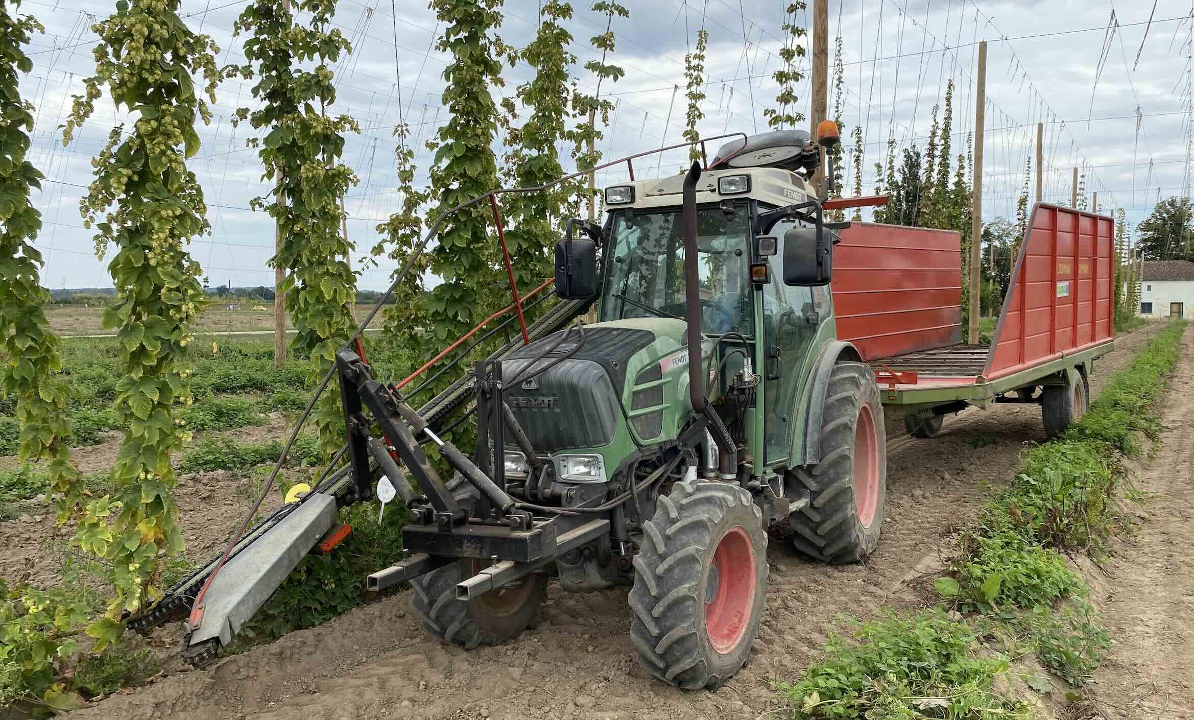 En houblon, la filière veut doubler la production pour satisfaire 50% de la demande hexagonale (Crédit photo : R. Lecocq)