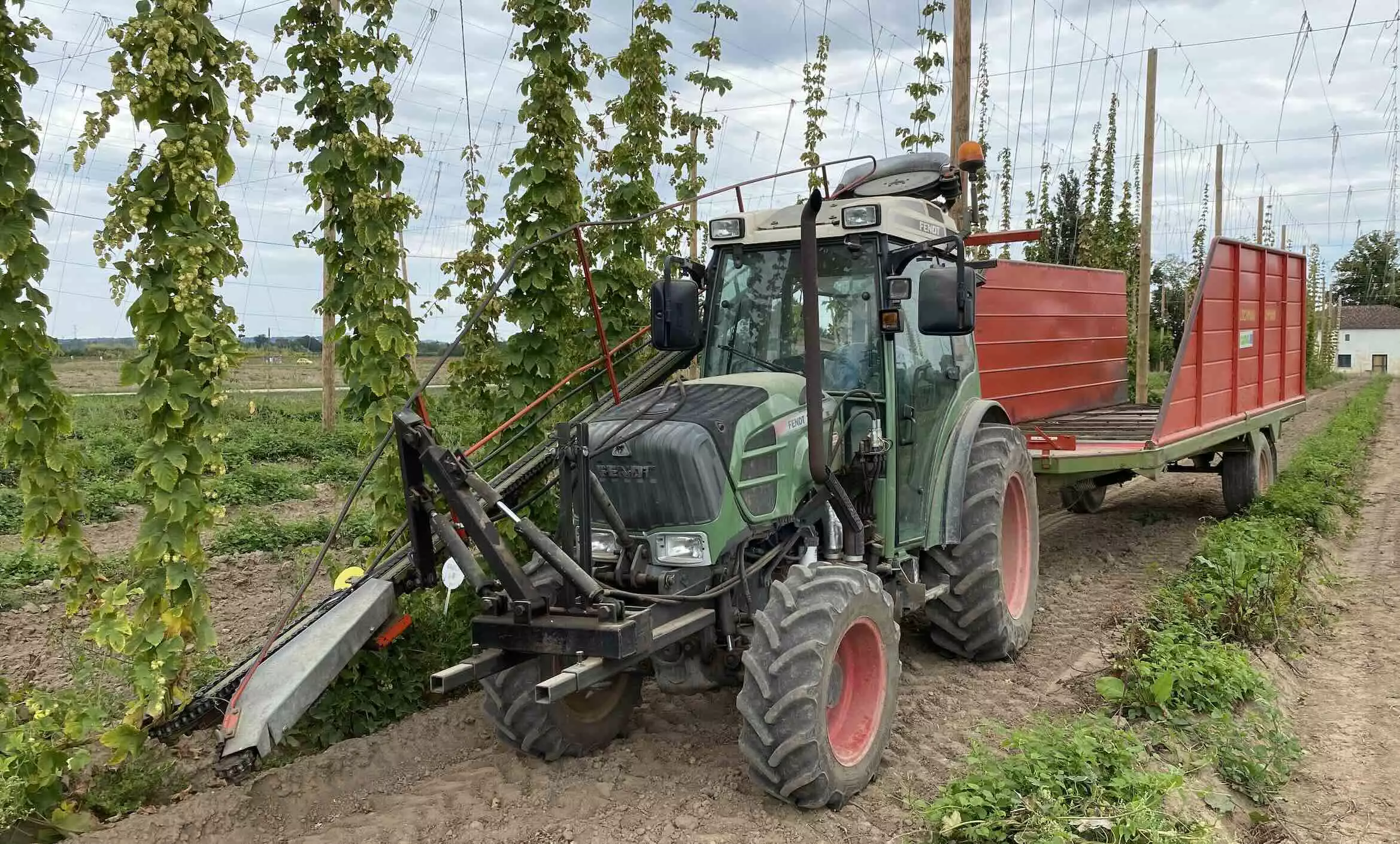 En houblon, la filière veut doubler la production pour satisfaire 50% de la demande hexagonale (Crédit photo : R. Lecocq)