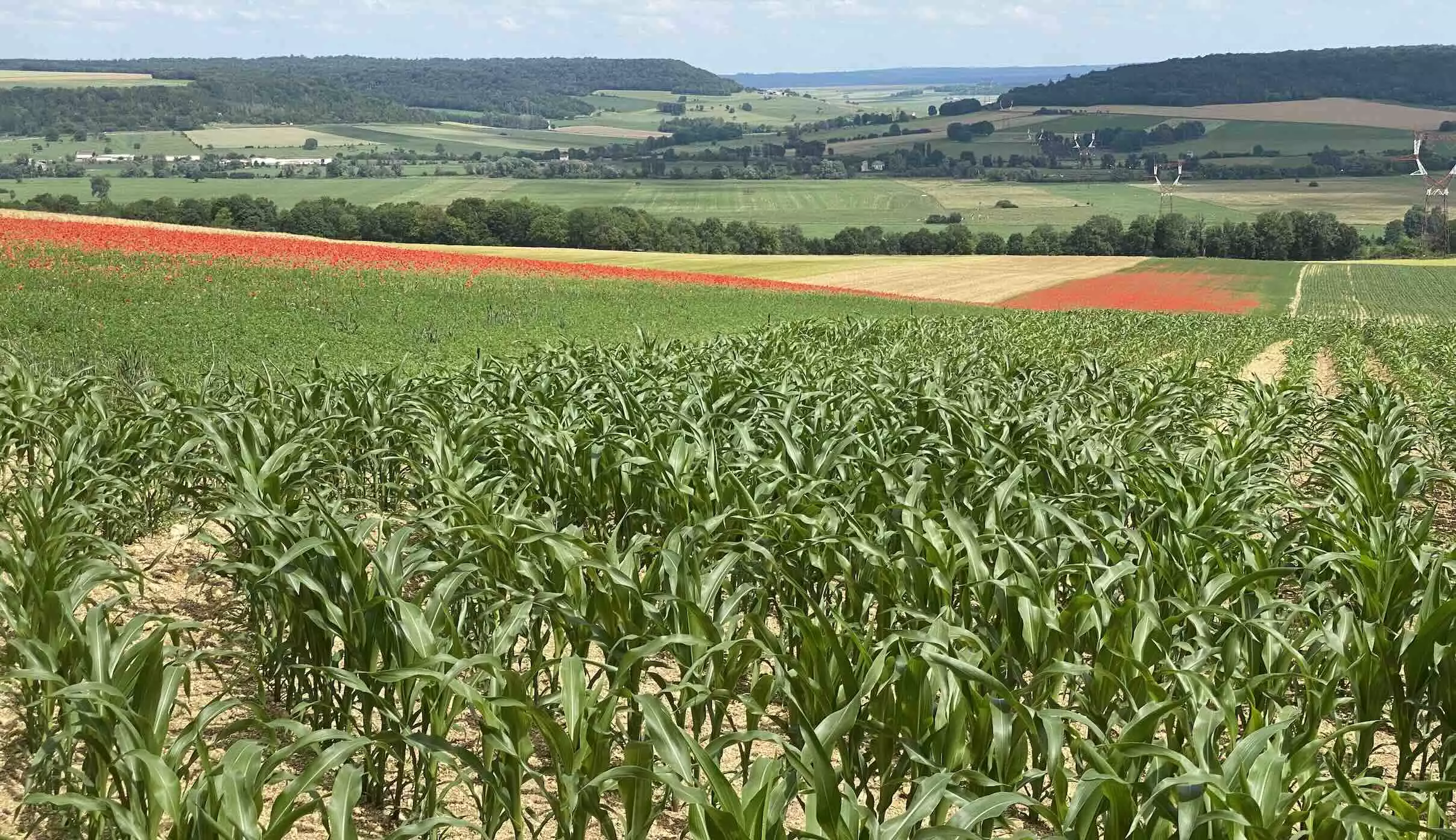 L’introduction de prairies temporaires et de mélanges fourragers permet de baisser significativement l’IFT des systèmes en polyculture-élevage à faible proportion de maïs (Crédit photo : R. Lecocq)