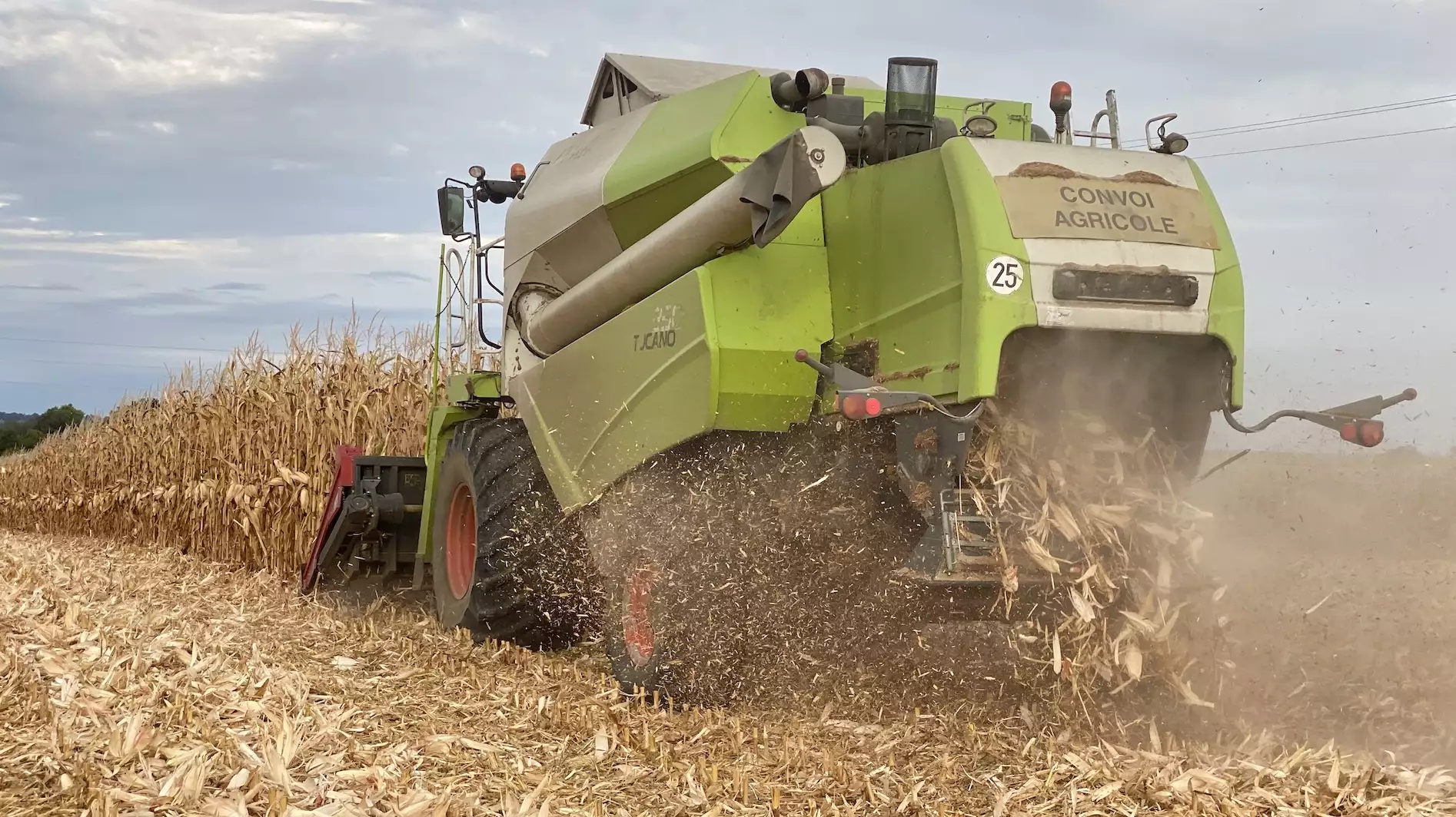 Le rendement moyen du maïs grain est estimé à 92,4 q/ha contre 101,0q/ha en 2024 (Crédit photo : R. Lecocq)