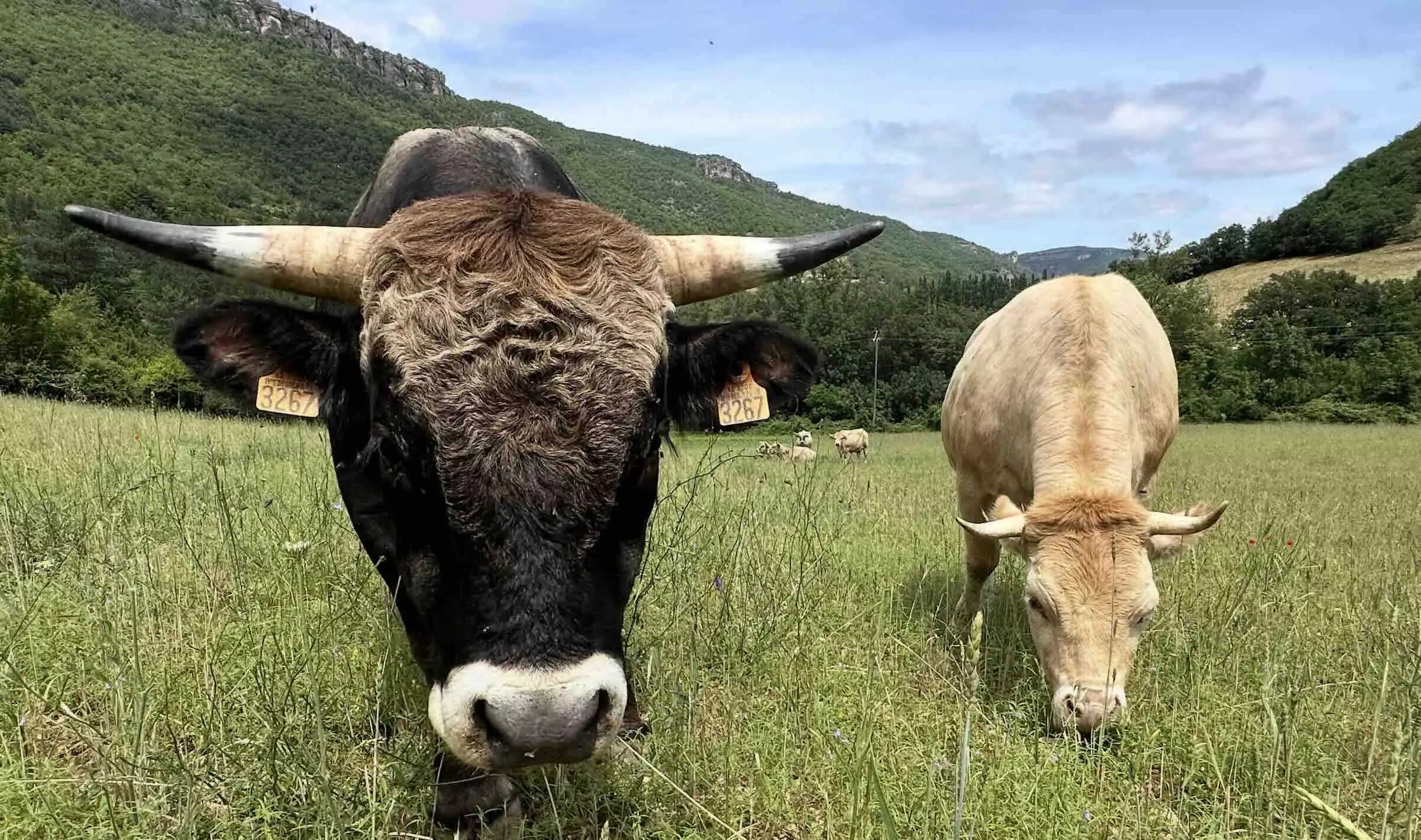 On prête à l’exécutif européen la volonté de fusionner les deux piliers de la Pac et de renforcer le principe de subsidiarité (Crédit photo : R. Lecocq)