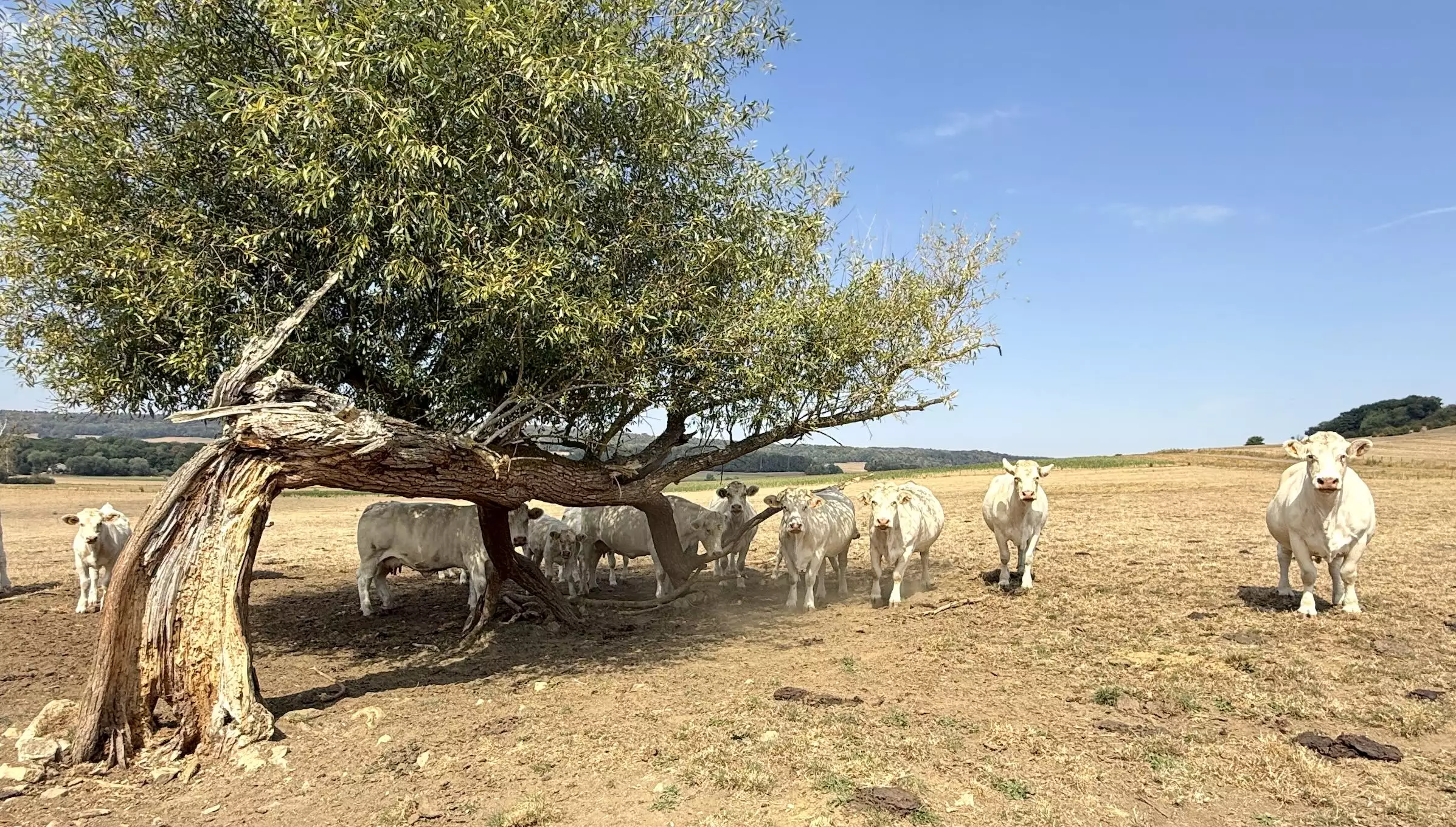 Un troupeau de charolaises &agrave; Soulaucourt-sur-Mouzon (Haute-Marne) le 15 ao&ucirc;t 2026 &copy; R. Lecocq