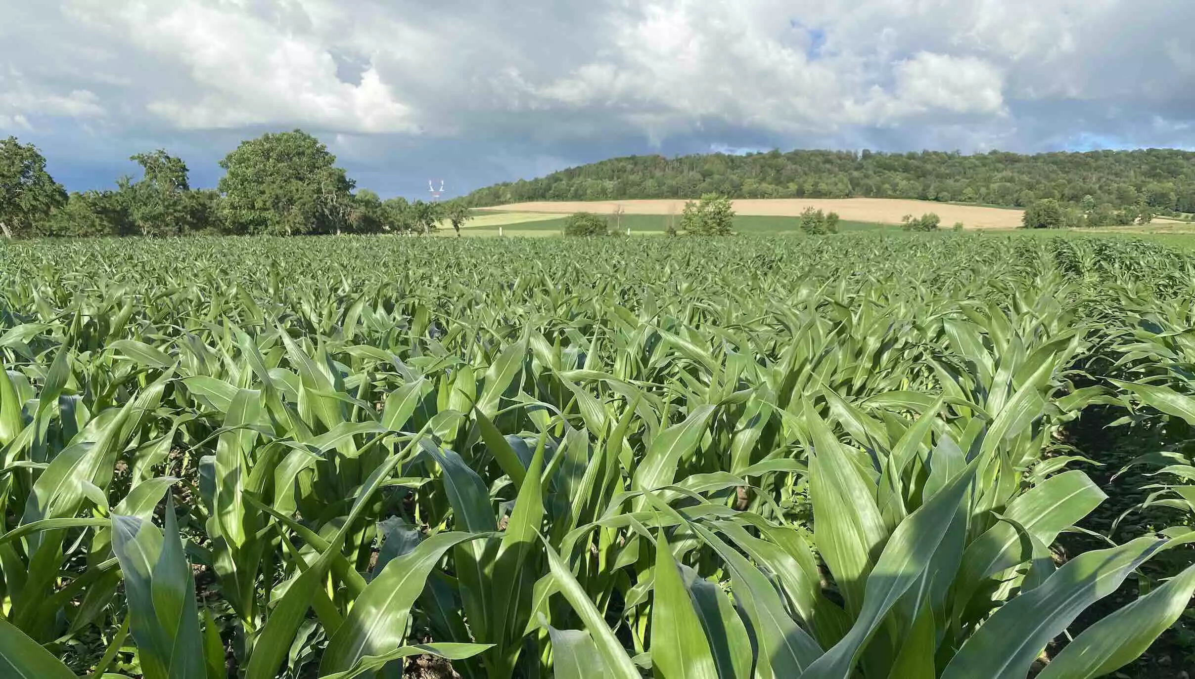 La baisse de maïs entraine une baisse du produit brut et une augmentation des coûts de mécanisation, pas entièrement compensés par la baisse des charges opérationnelles (Crédit photo : R. Lecocq)