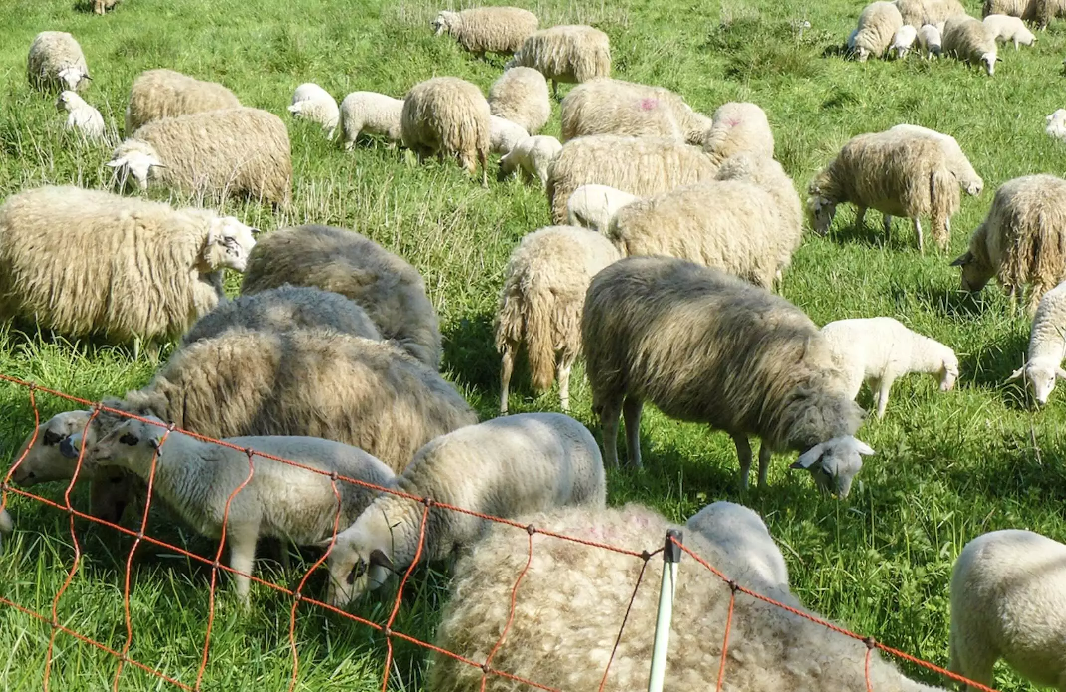 La décision du Comité permanent de la Convention de Berne, qui doit encore être transposée dans le droit communautaire et notamment dans la Directive Habitat, ouvre la voie à des mesures de régulation du loup (Crédit photo : R. Lecocq)