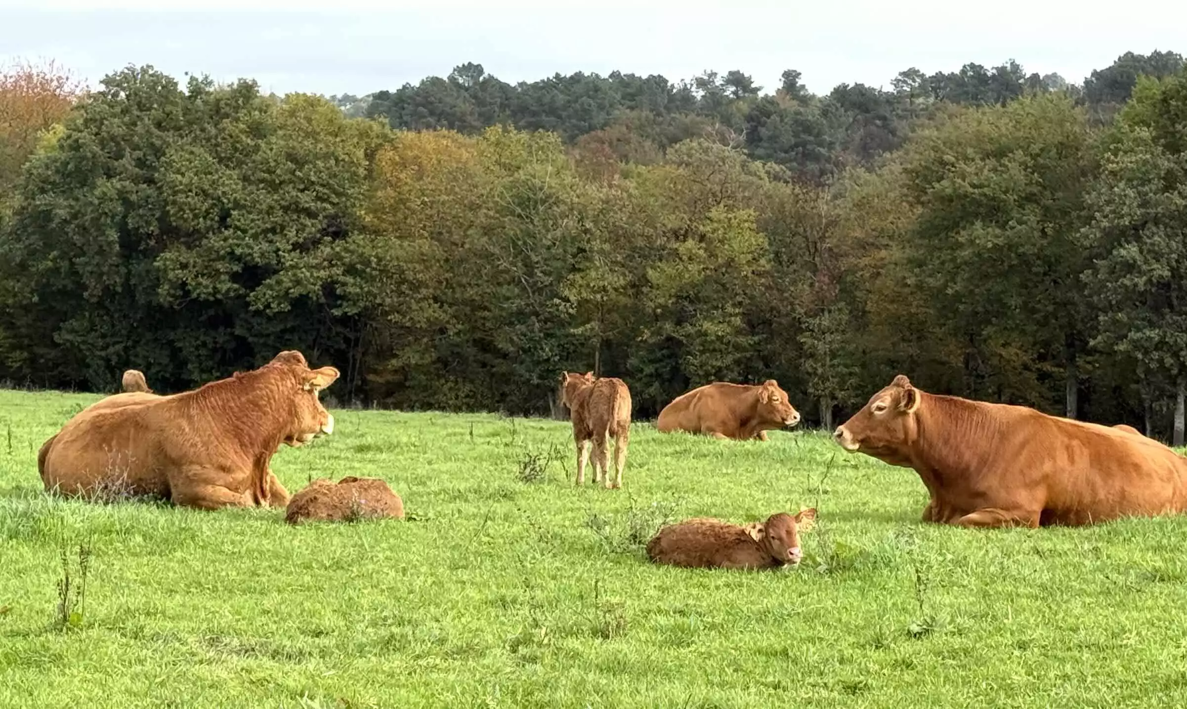 Malgré la DNC, les exportations de bovins vifs ont bondi de près de 40 % en valeur pour atteindre 2,4 milliards d’euros (Crédit photo : R. Lecocq)