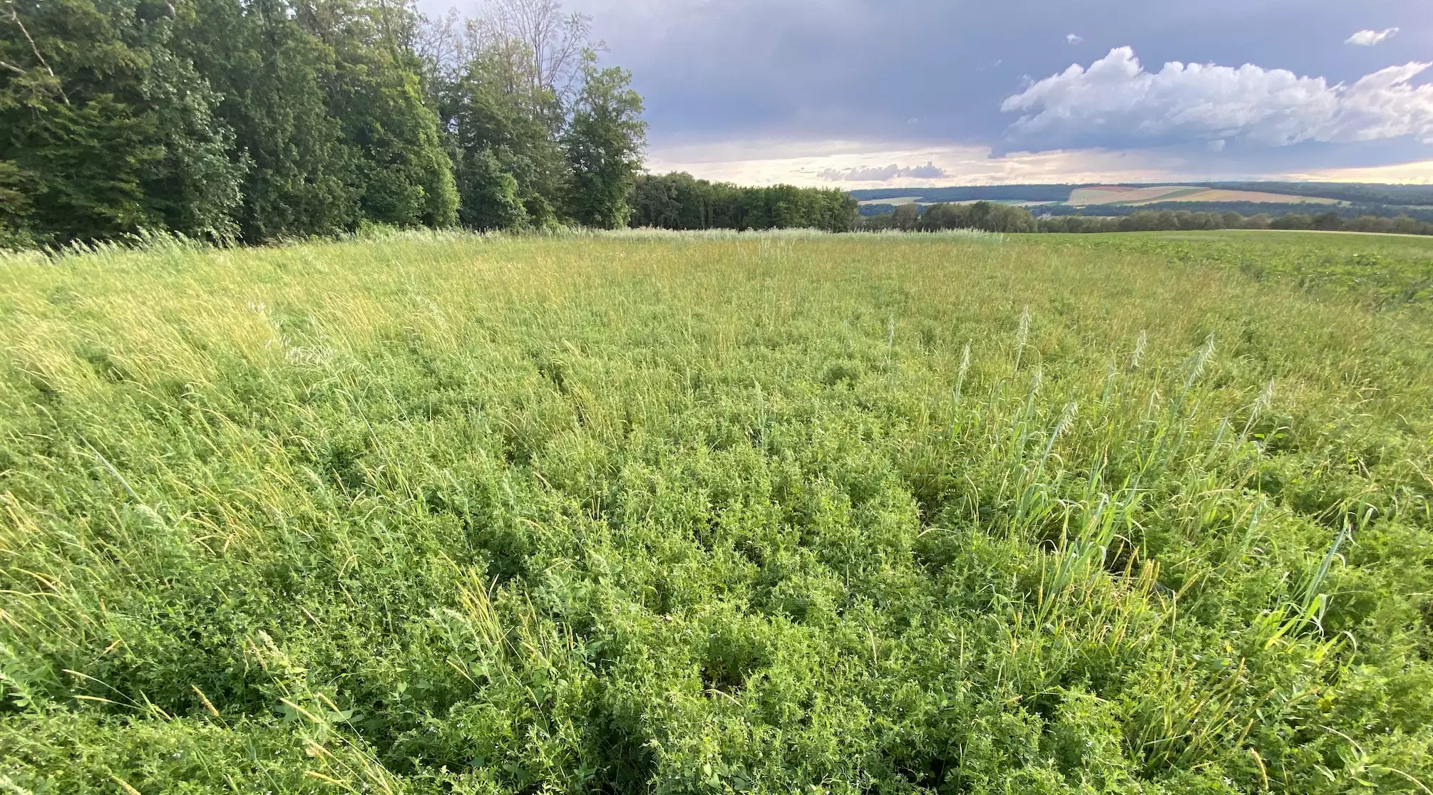 L’AAP soutient de la production et de la consommation de légumineuses en alimentation humaine par l’augmentation de la production de légumes secs ainsi que le développement de produits transformés à base de légumineuses (Crédit photo : R. Lecocq)