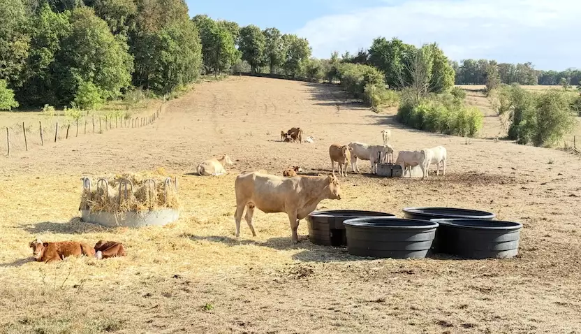 Des vaches allaitantes à Autigny-la-Tour (Vosges) le 9 août 2026 © R. Lecocq