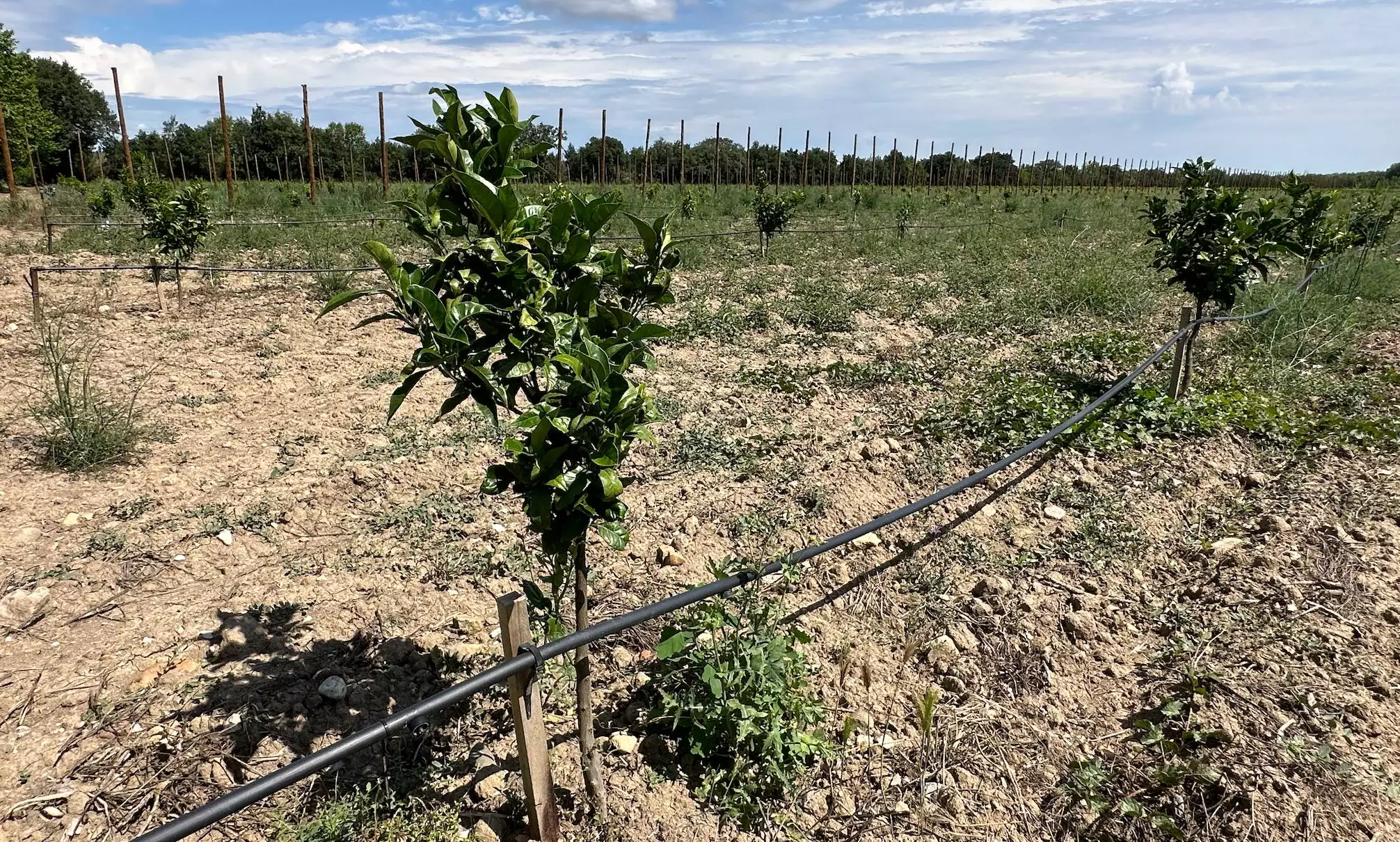 Les 8 ha d’agrumes ne bénéficieront pas du goutte-à-goutte enterré, « trop cher »