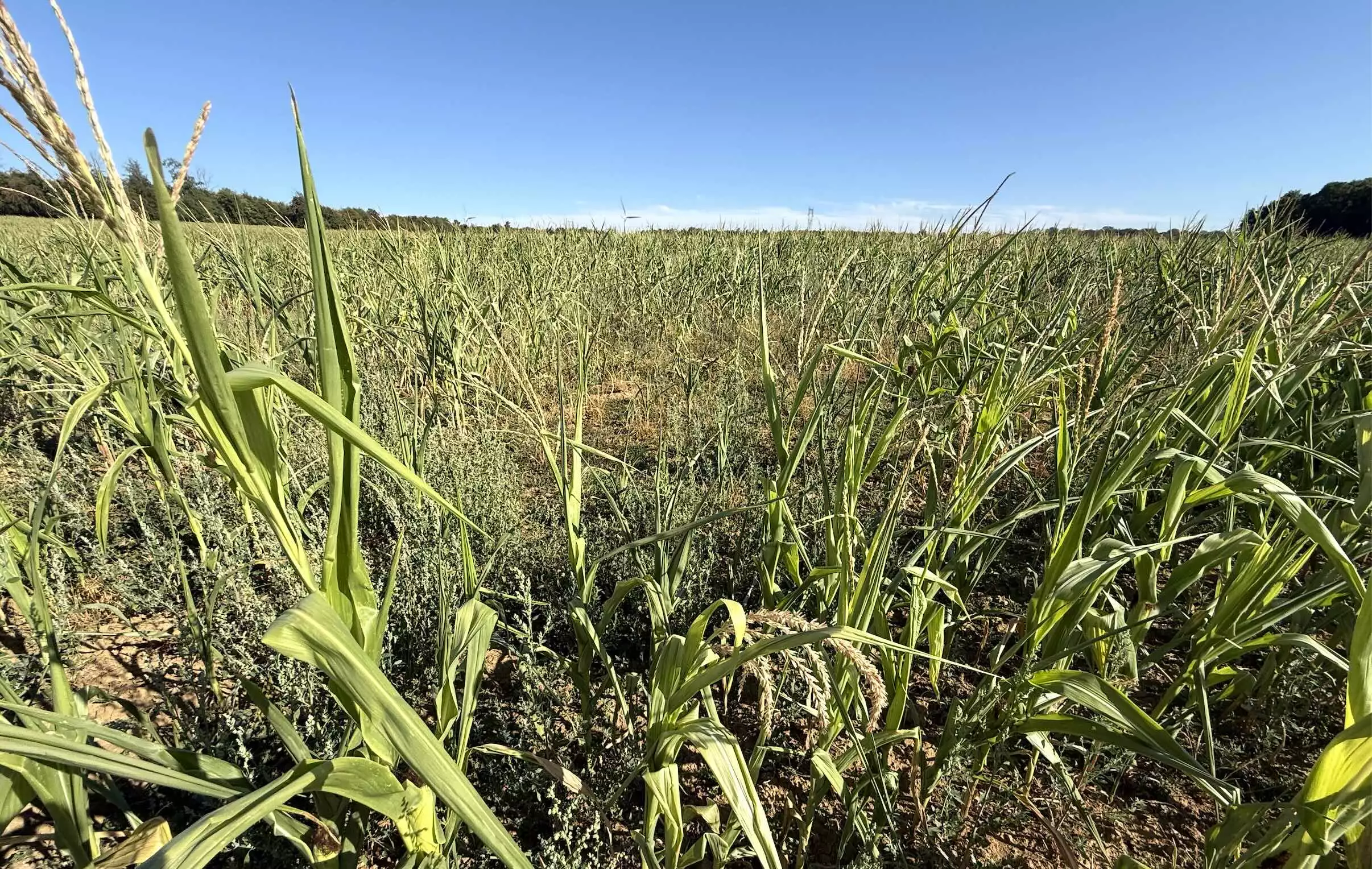 50% des 30 ha de maïs ne sont pas fécondés © R. Lecocq