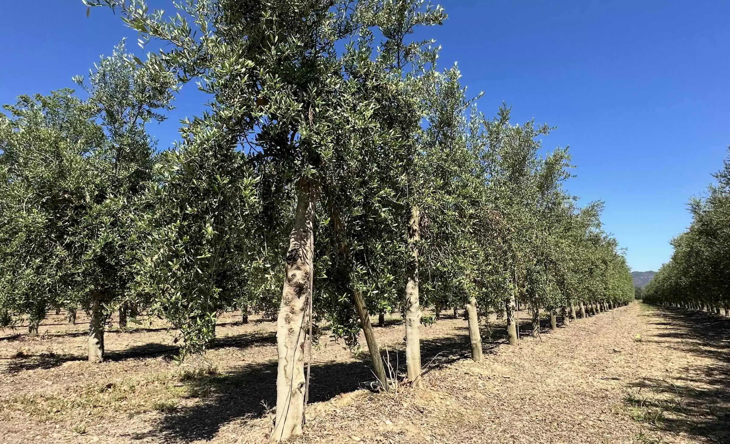 L’oléiculture n’est pas un sauf-conduit naturel et automatique à la double crise viticole et climatique © R. Lecocq