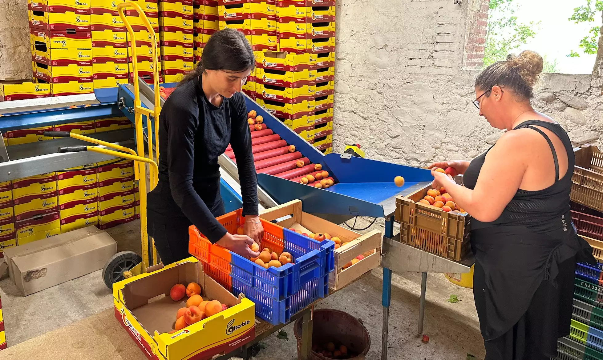 Les abricots sont commercialisés par Alterbio sous la marque Couleur Midi