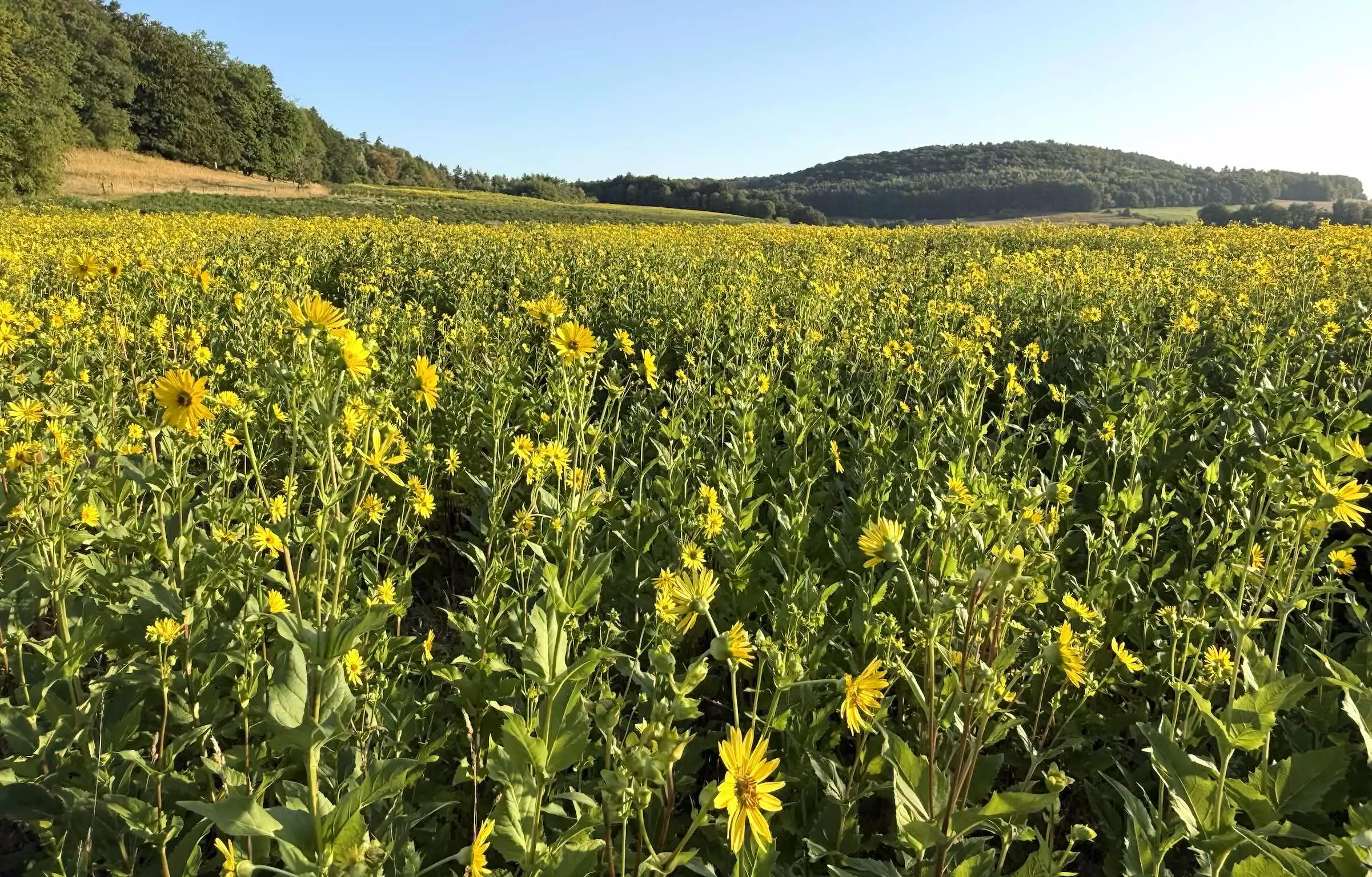 Une parcelle de silphie à Sionne (Vosges) le 5 août 2026 © R. Lecocq
