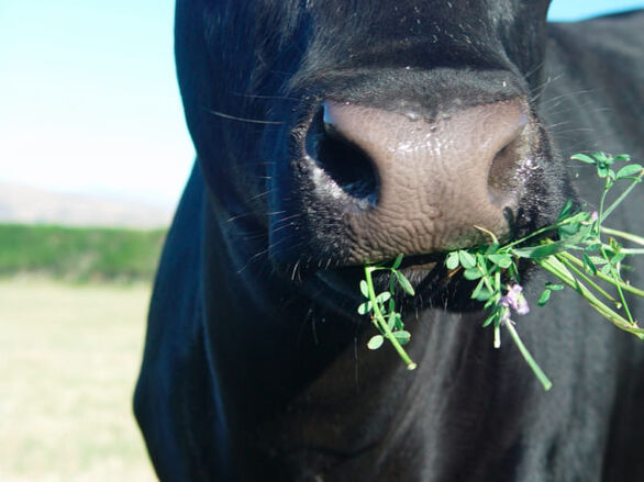 War in the Middle East is bringing profits to French alfalfa producers
