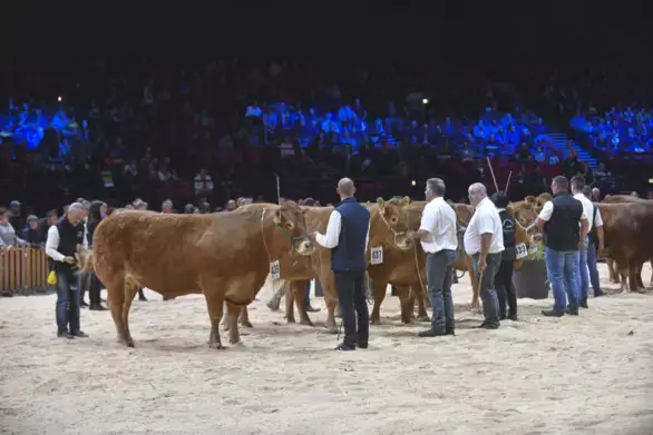 Des concours de la race Limousine se sont déjà déroulés à l’occasion du Sommet de l’Élevage.