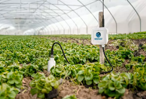 Une sonde de fertirrigation